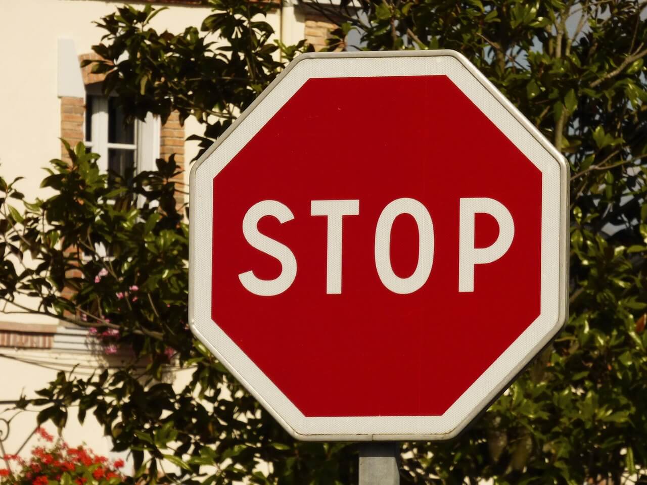 stop sign in front of a tree